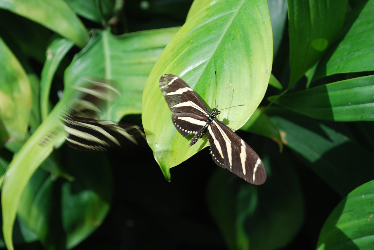 butterfly nature garden free photo