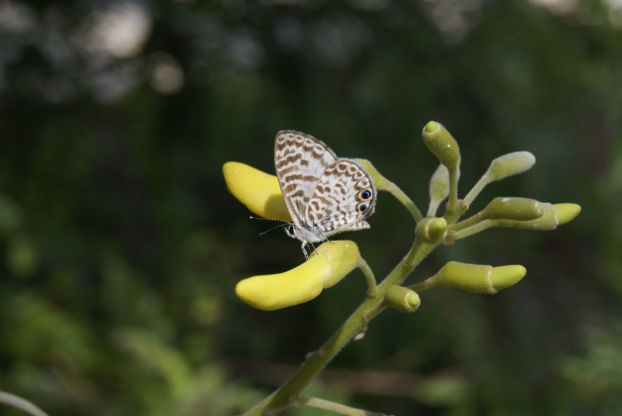 butterfly insect fly free photo