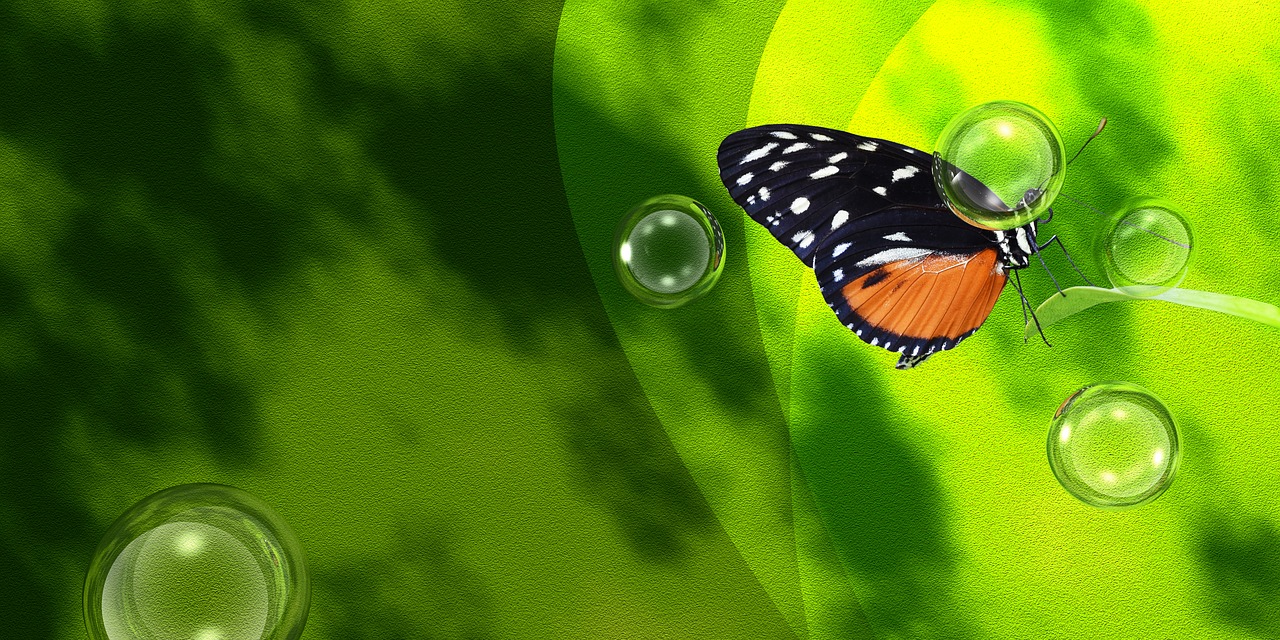 butterfly spring green free photo