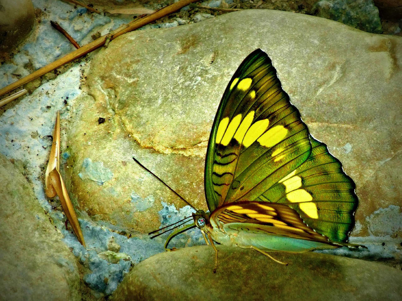 butterfly insect green free photo