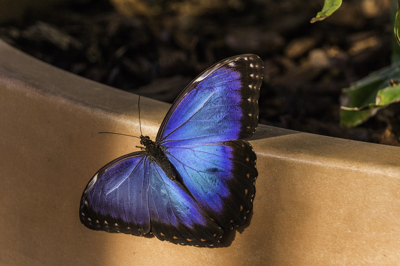 butterfly blue nature free photo
