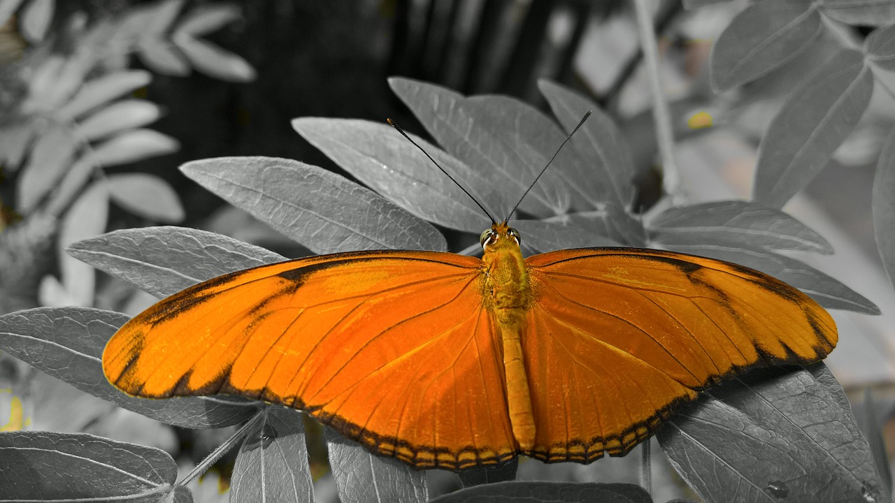 butterfly orange flowers free photo