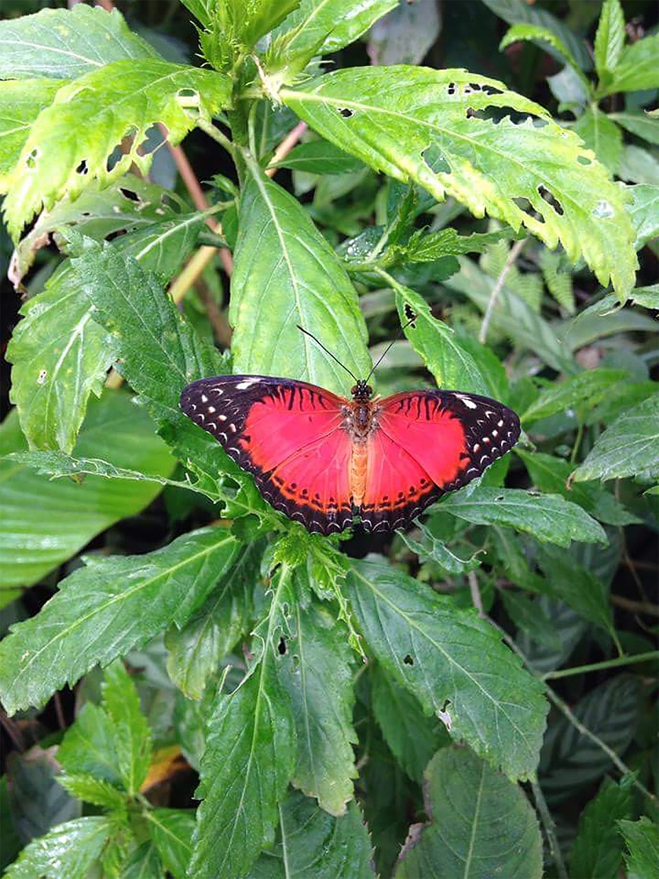 butterfly butterflies nature free photo