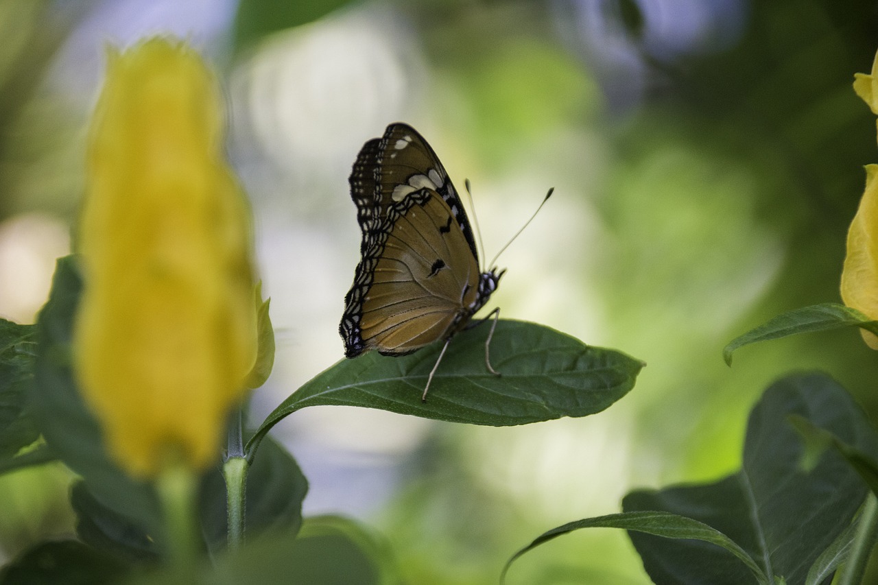 butterfly leaf natural free photo