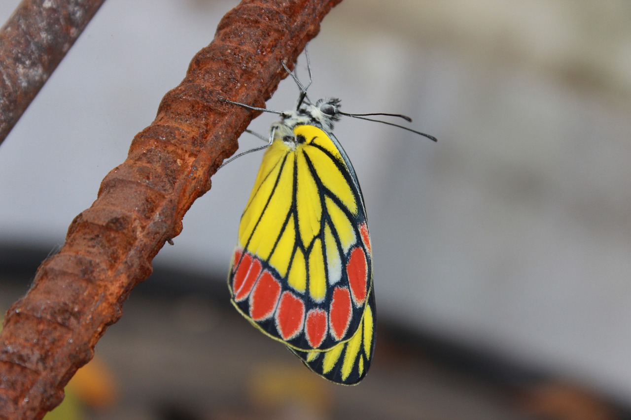 butterfly scenery nature free photo