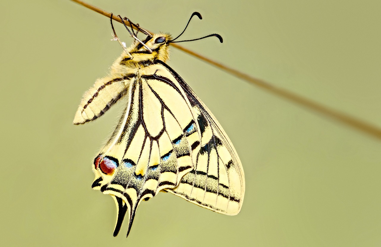 butterfly swallowtail macro free photo