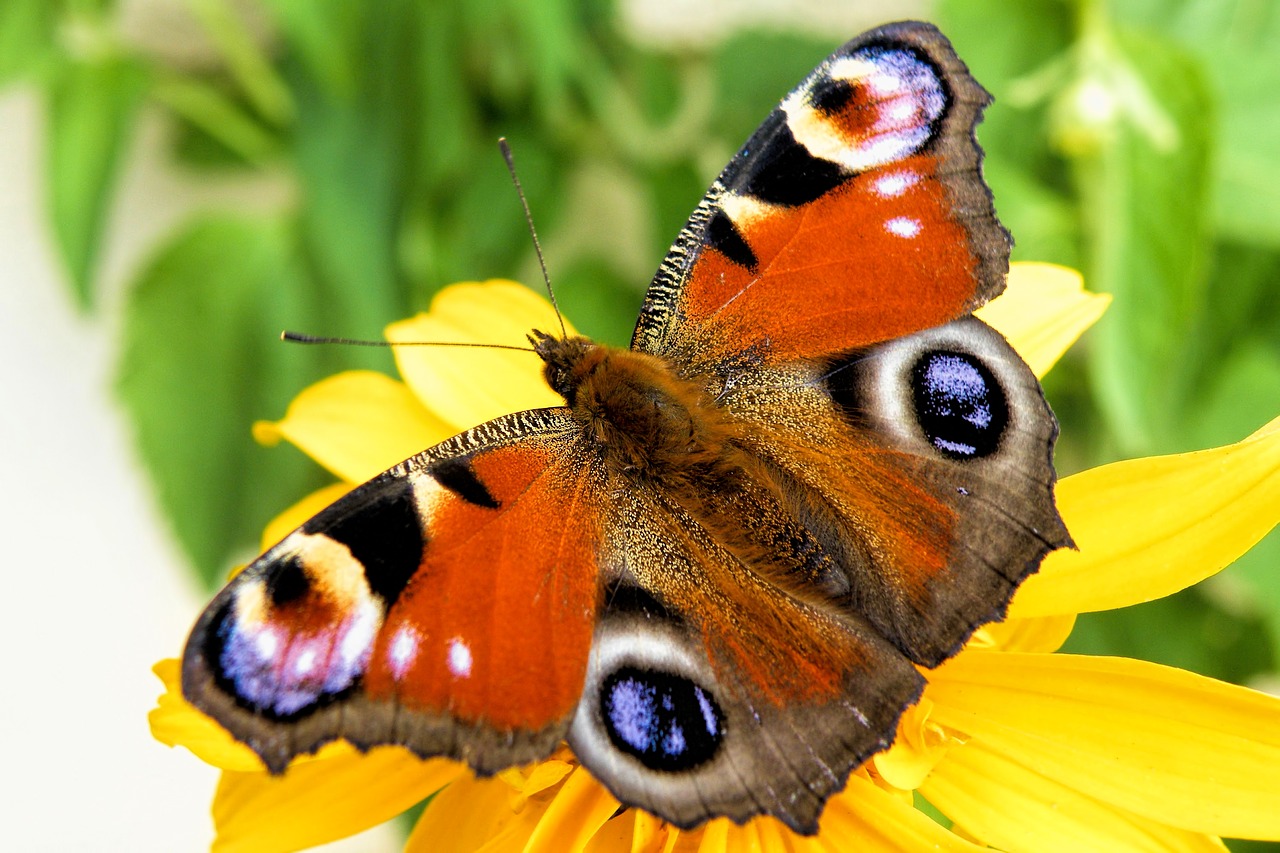 butterfly peacock butterfly insect free photo