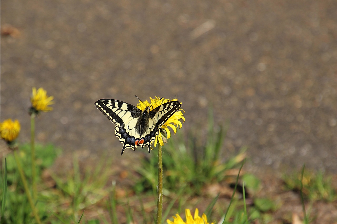 butterfly flower bug free photo