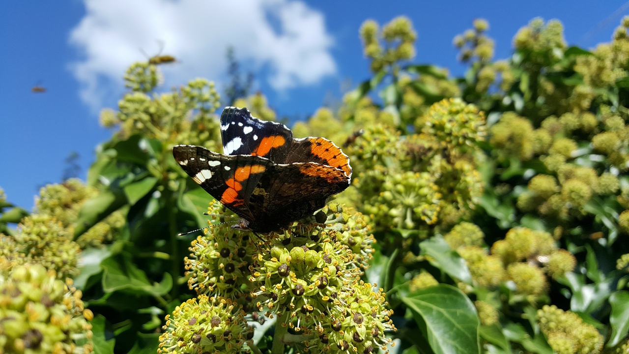 butterfly clouds sky free photo