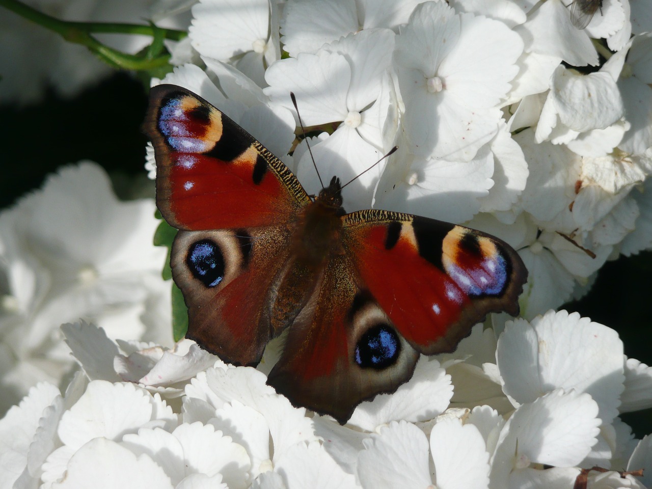 butterfly blossom bloom free photo