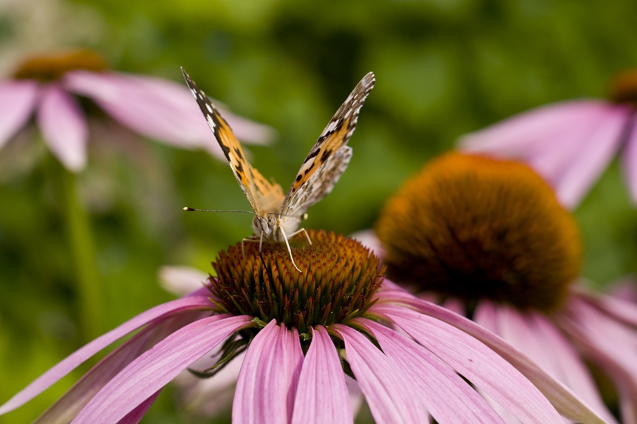 butterfly echinacea sun hat free photo