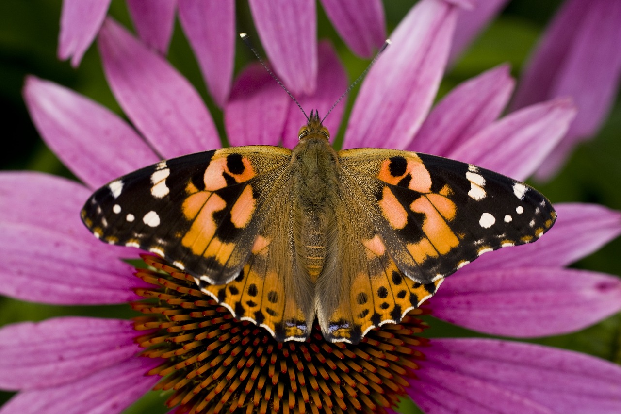 butterfly echinacea sun hat free photo