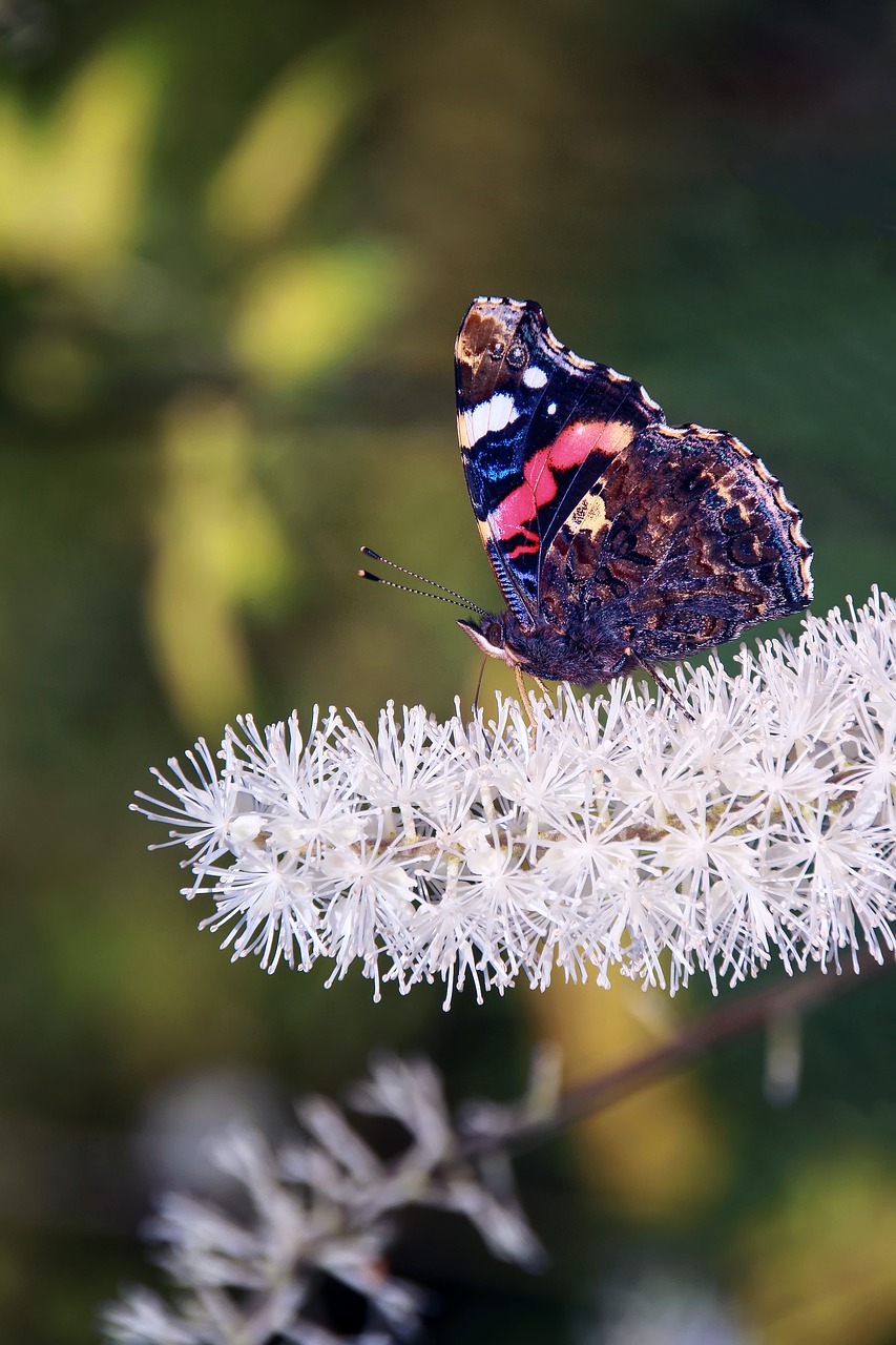 butterfly insect close free photo