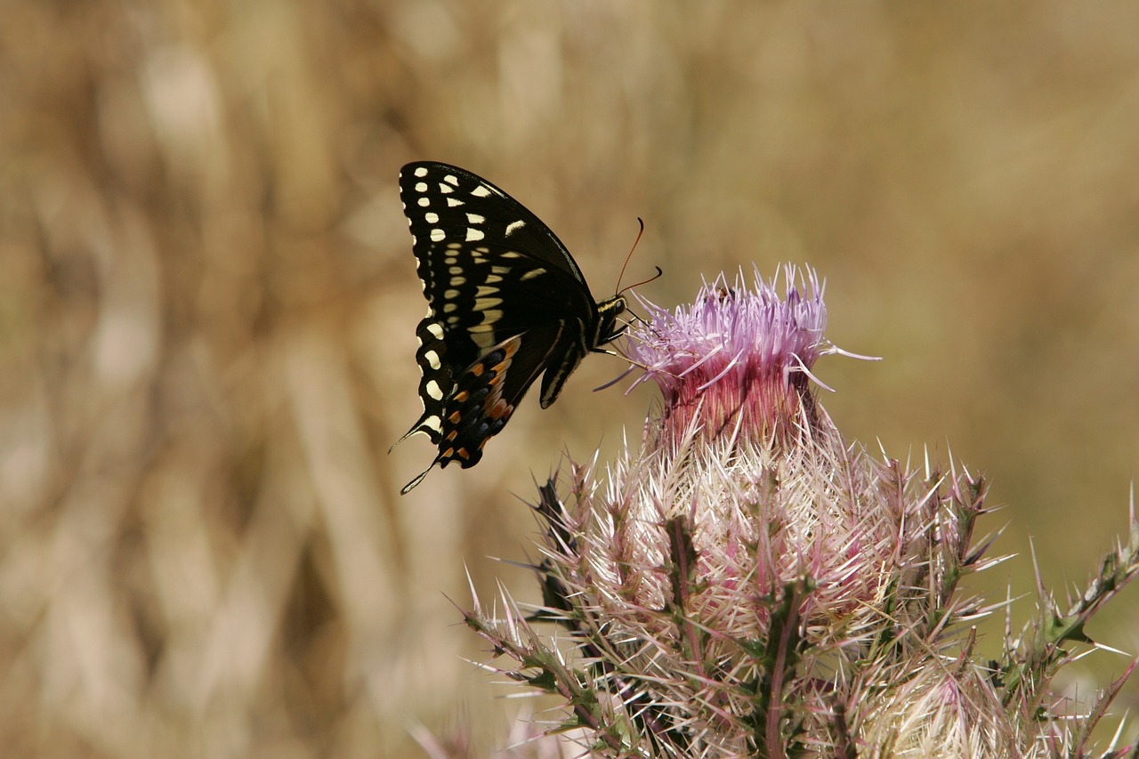 butterfly swallowtail flower free photo