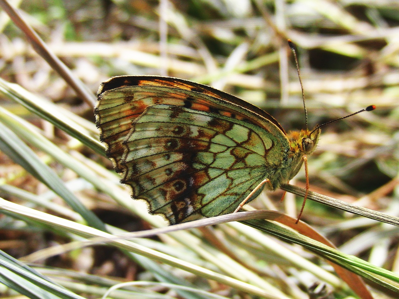 butterfly brown butterfly grass free photo