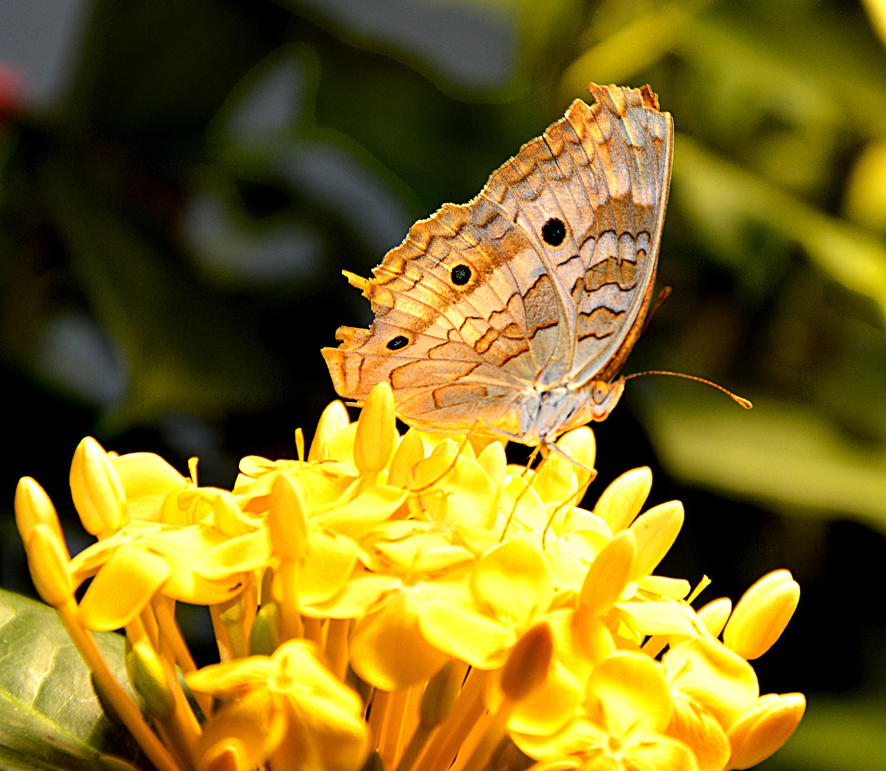 butterfly nature close free photo