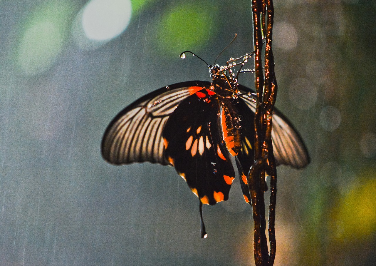 butterfly rain insect free photo