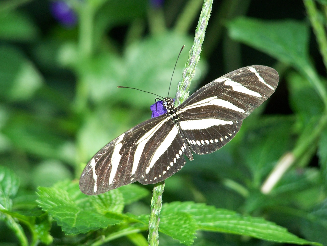 butterfly nature wildlife free photo