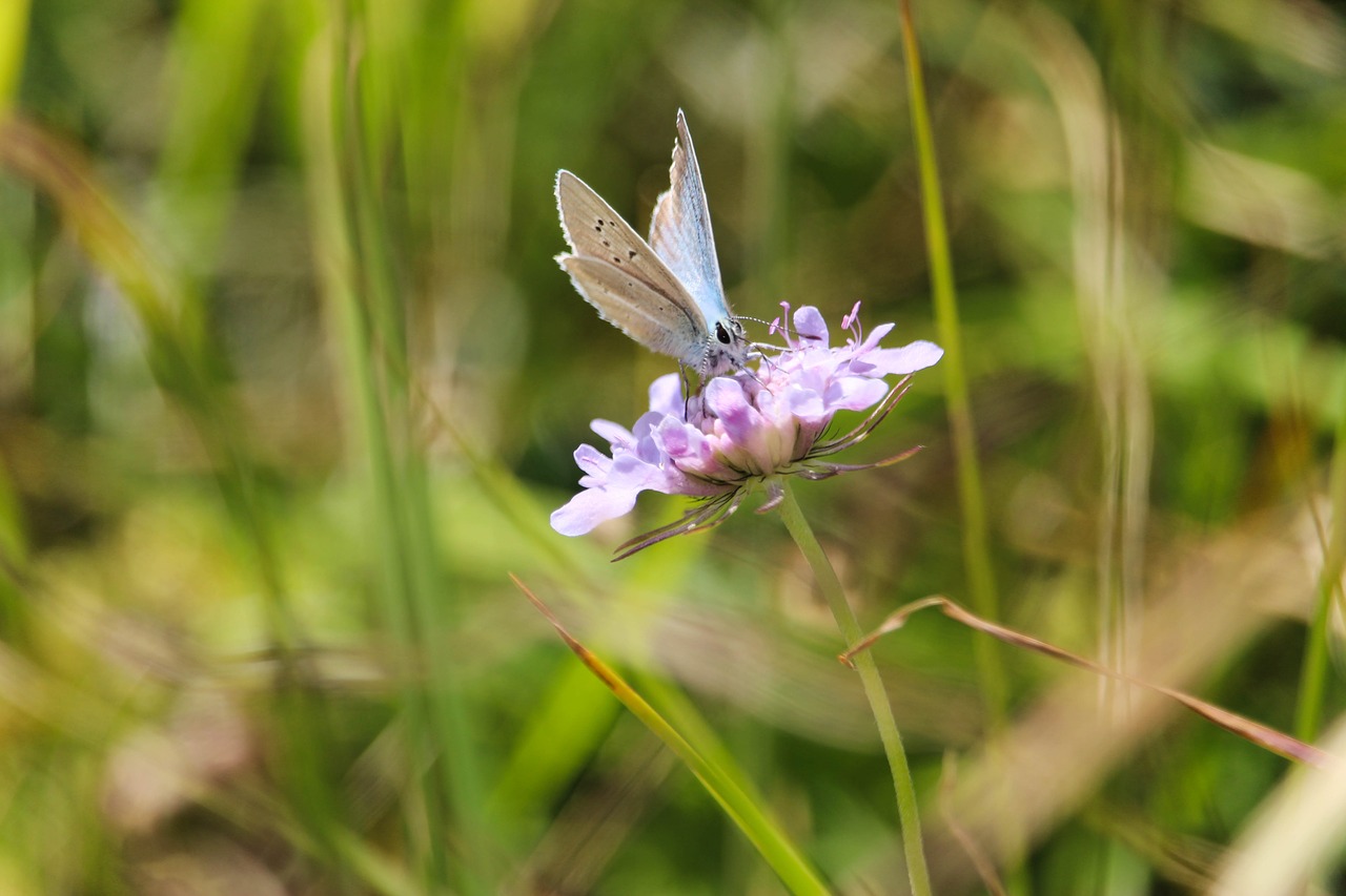 butterfly nature flower free photo