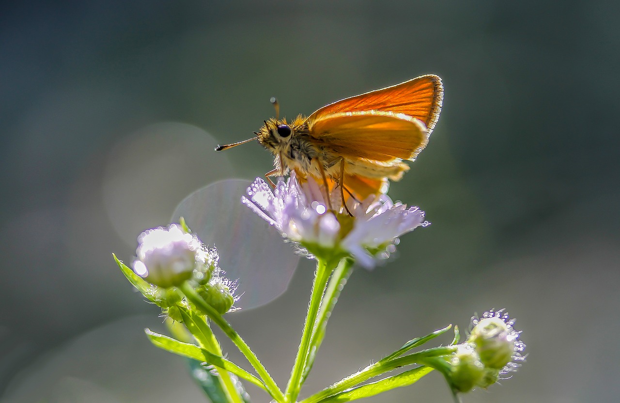 butterfly flower insect free photo