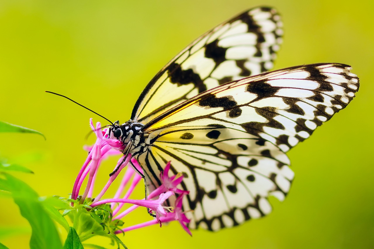 butterfly insect flower free photo