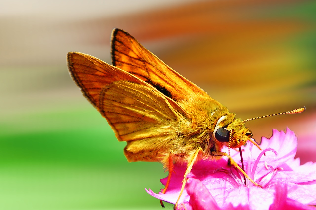 butterfly skipper small skipper free photo