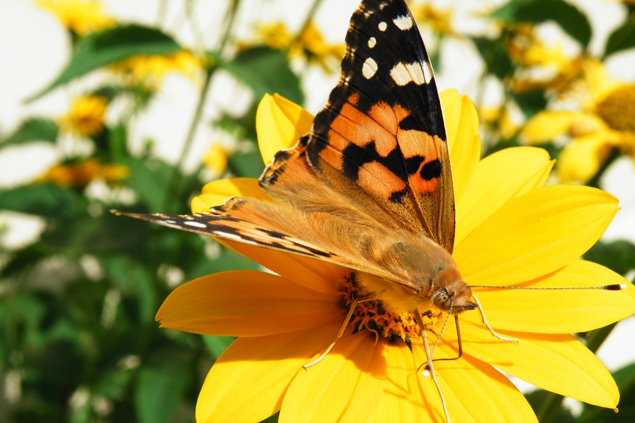 butterfly painted lady proboscis free photo