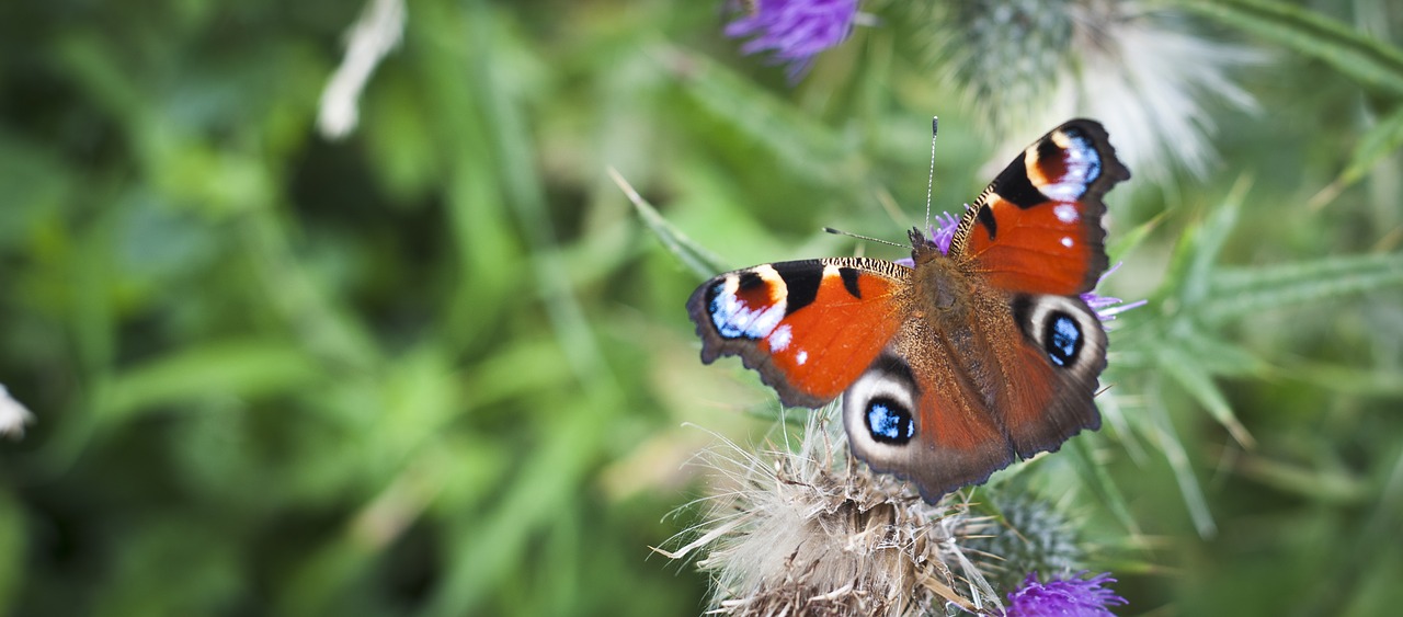 butterfly nature bugs free photo