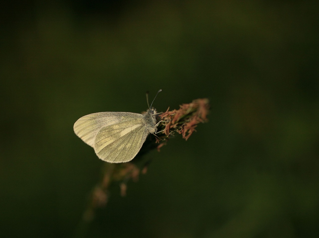 butterfly wood white nature free photo