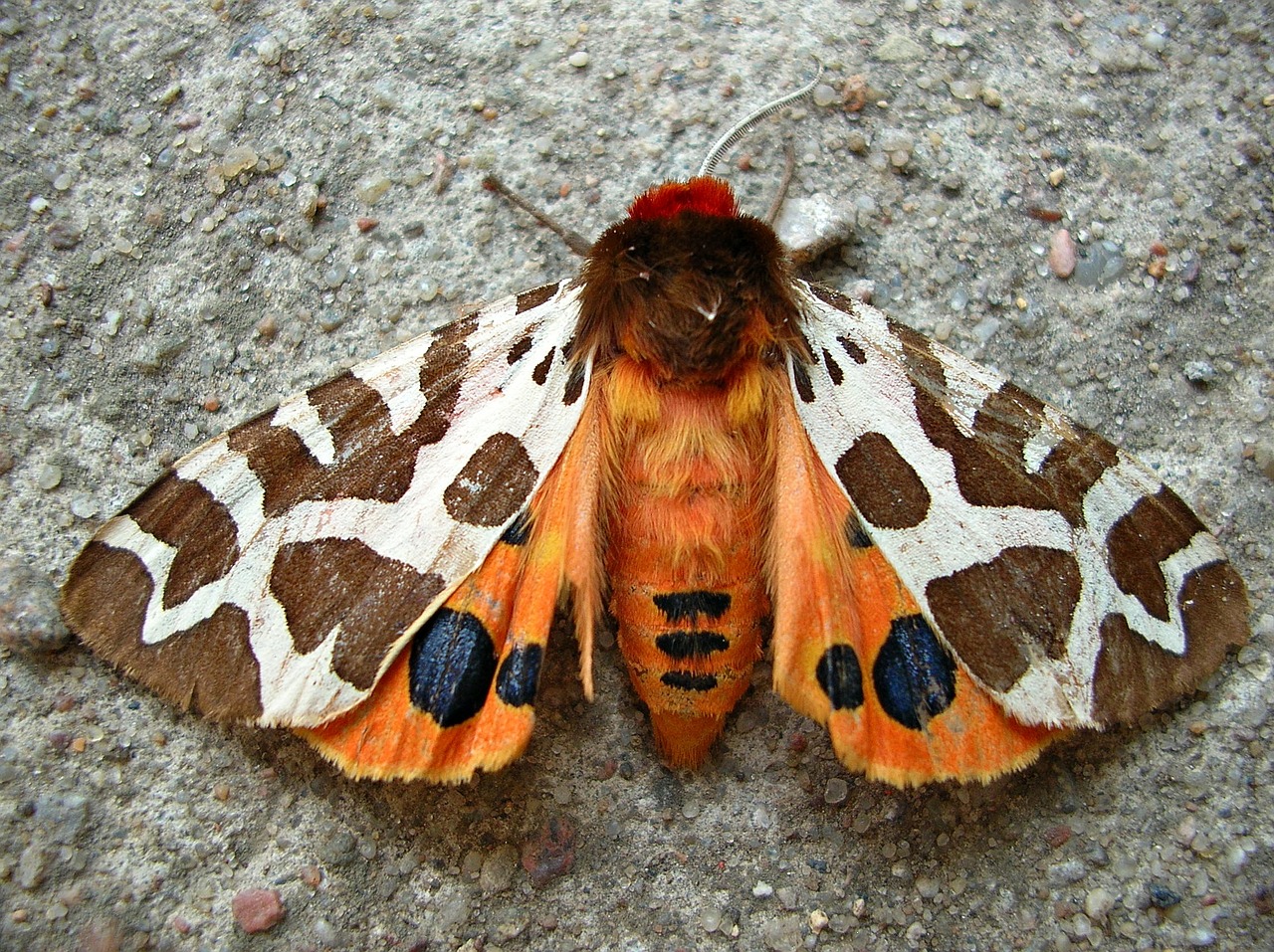butterfly insect garden tiger moth free photo