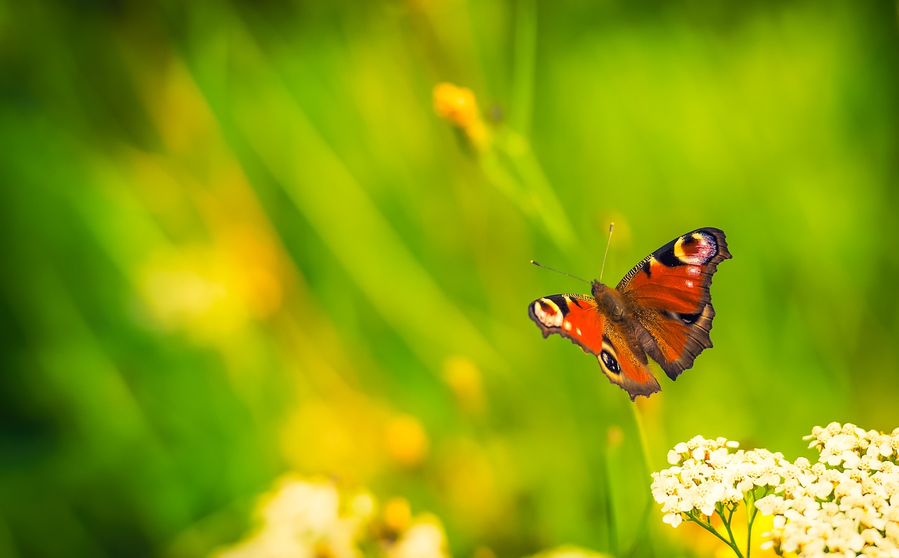 butterfly nature bug free photo