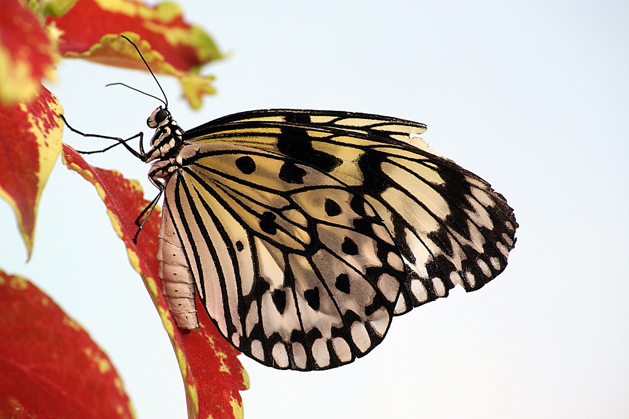 butterfly paper kite macro free photo