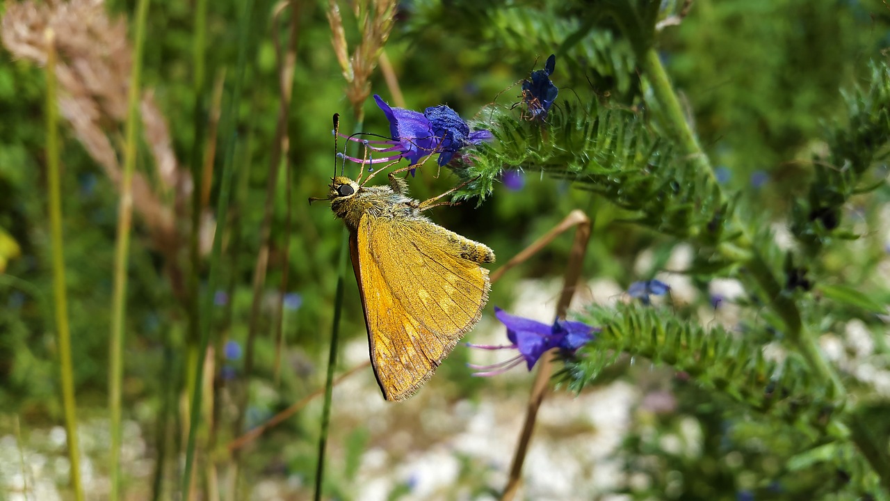 butterfly grasses grass free photo