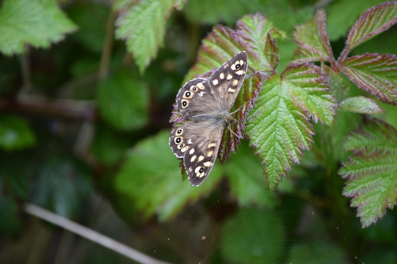 butterfly speckled wood speckled free photo