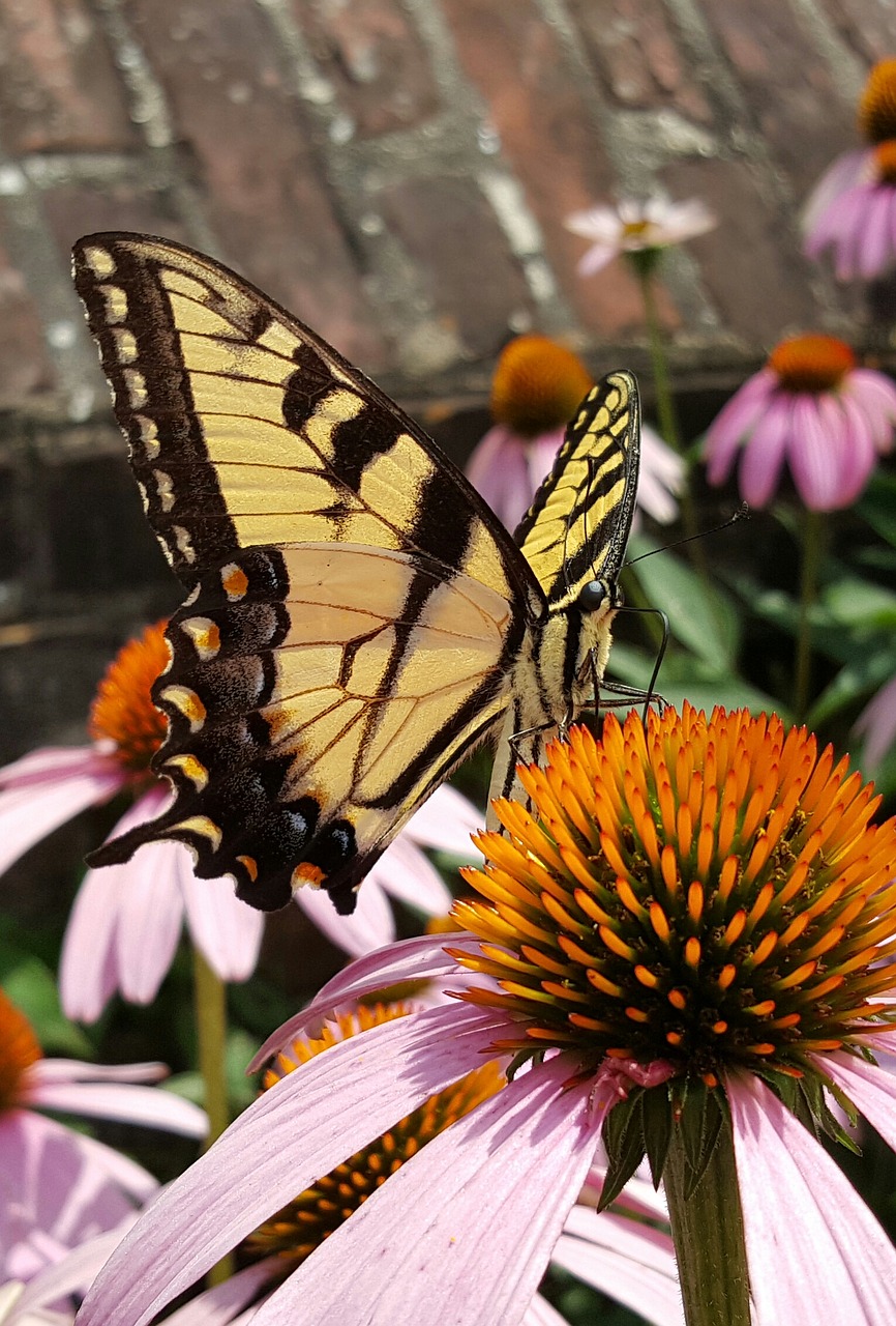 butterfly flower plant free photo