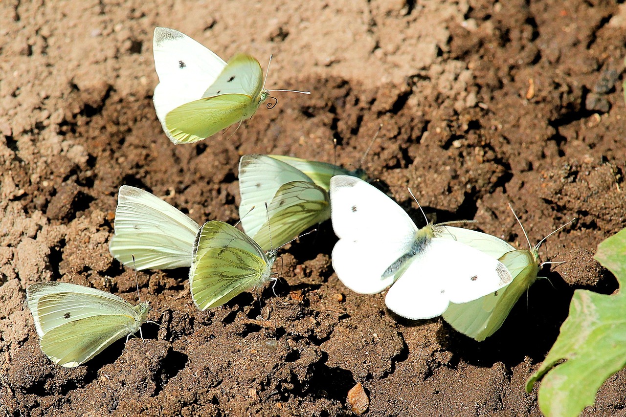 butterfly butterflies cabbage white linge free photo