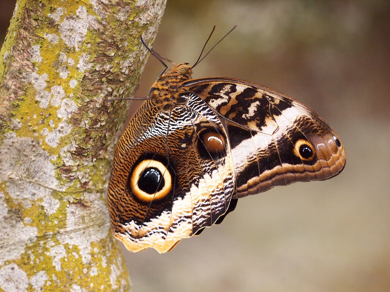 butterfly insect nature free photo