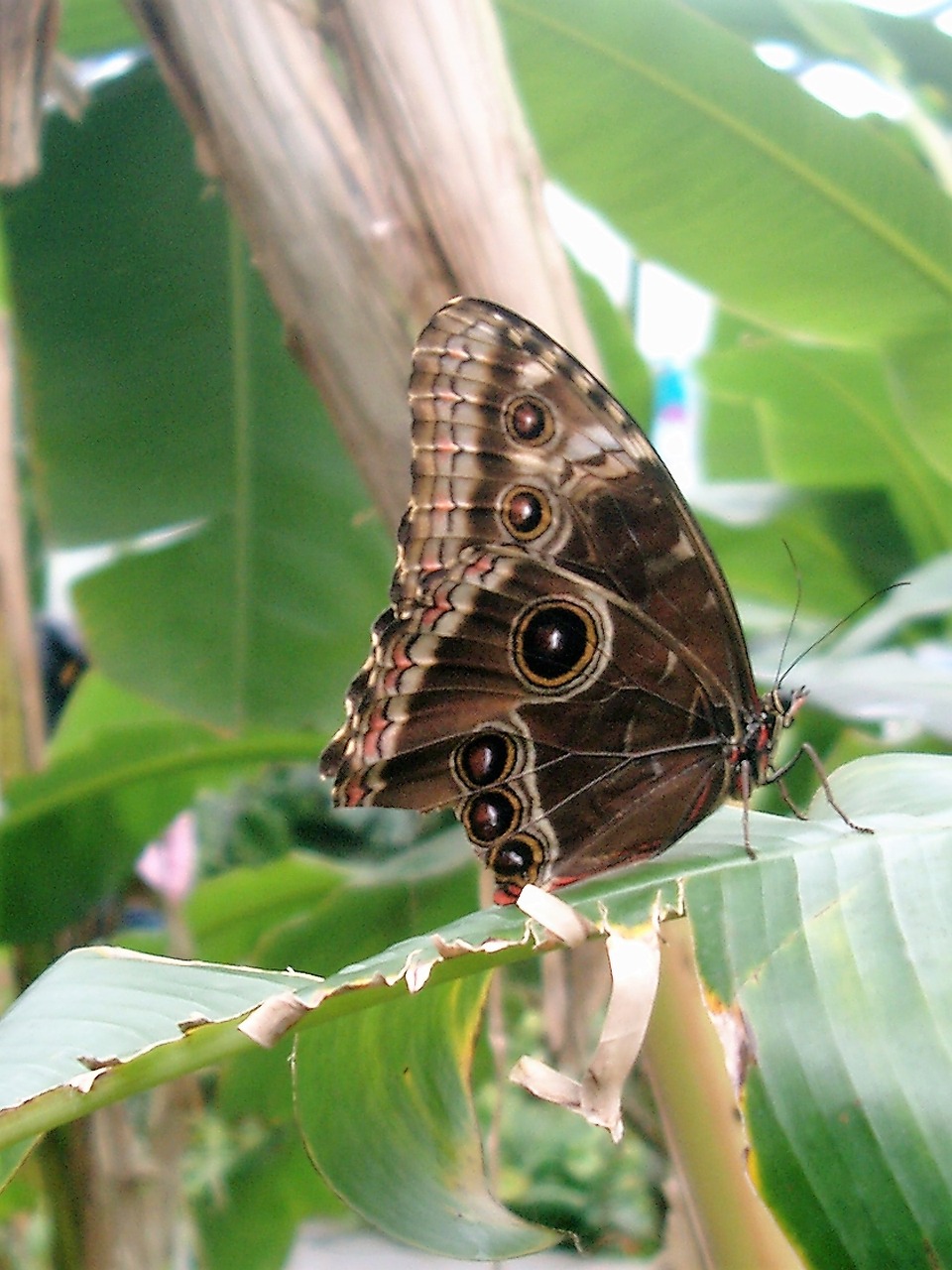 butterfly insect garden free photo