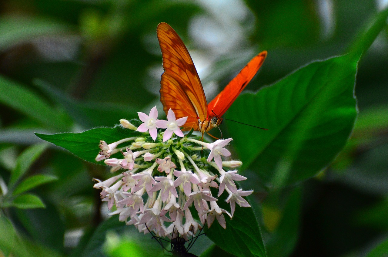 butterfly nature orange free photo