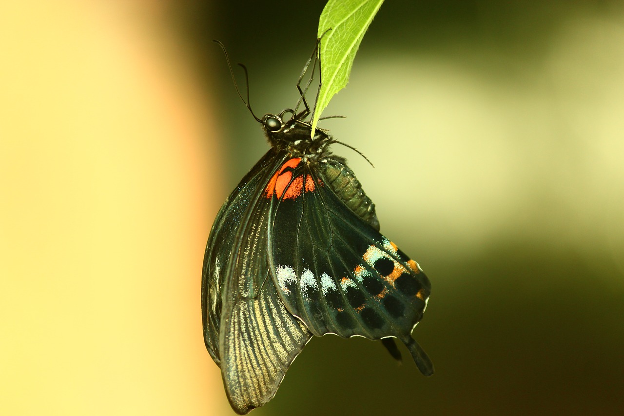 butterfly tropical butterfly elegant free photo