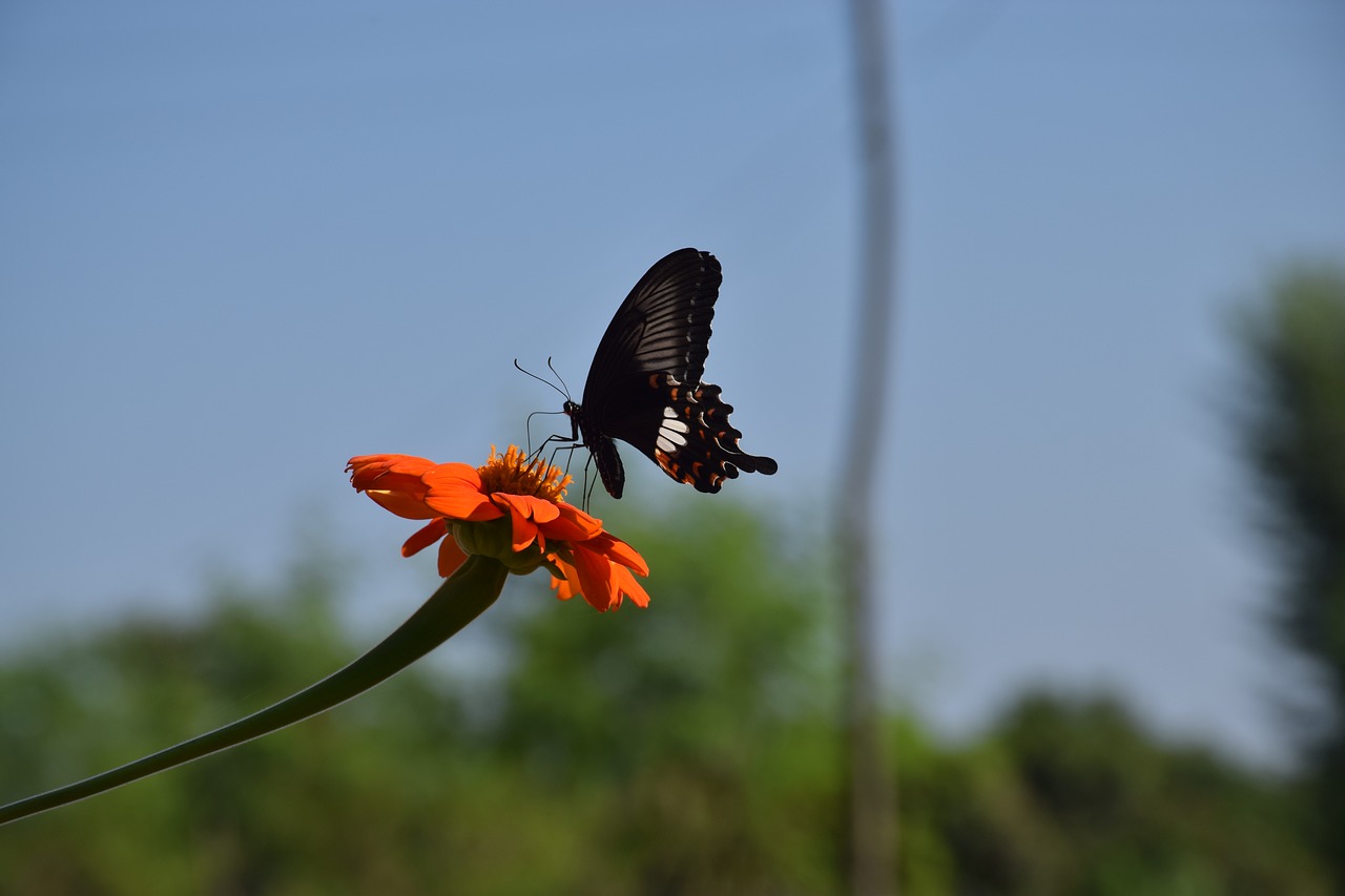 butterfly flower nature free photo