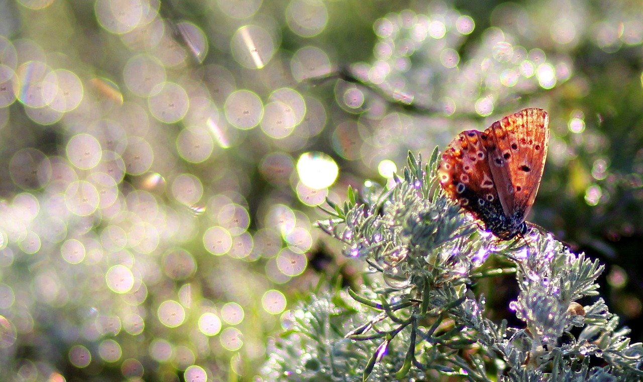 butterfly dew morning free photo