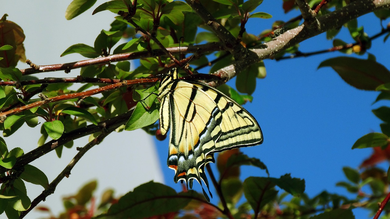 butterfly monarch monarch butterfly free photo