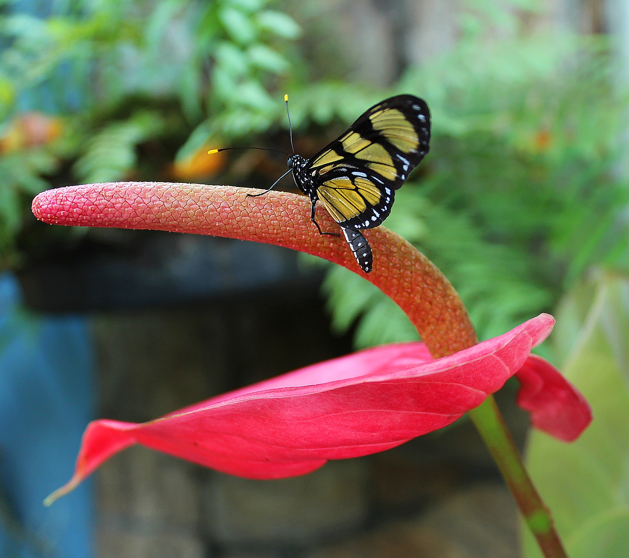 butterfly flower nature free photo