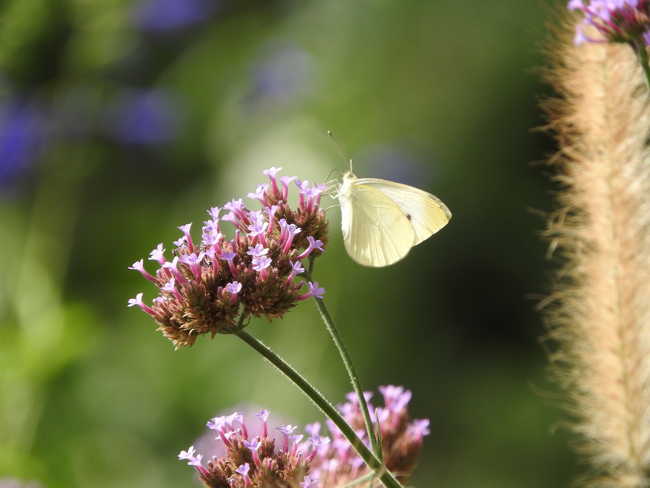 butterfly bryant travel free photo