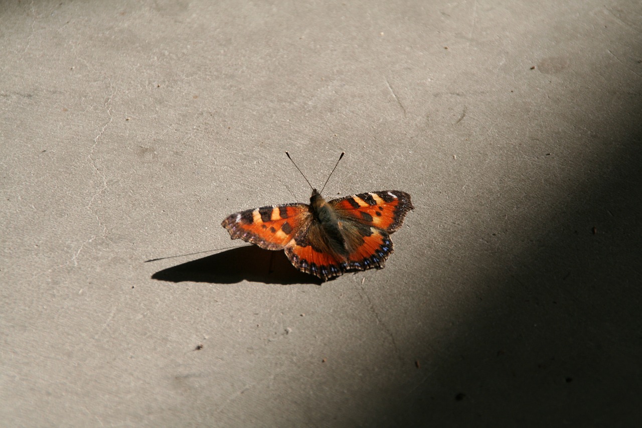 butterfly peacock insect free photo