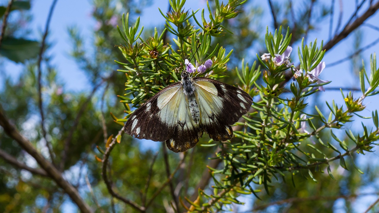 butterfly macro flower free photo