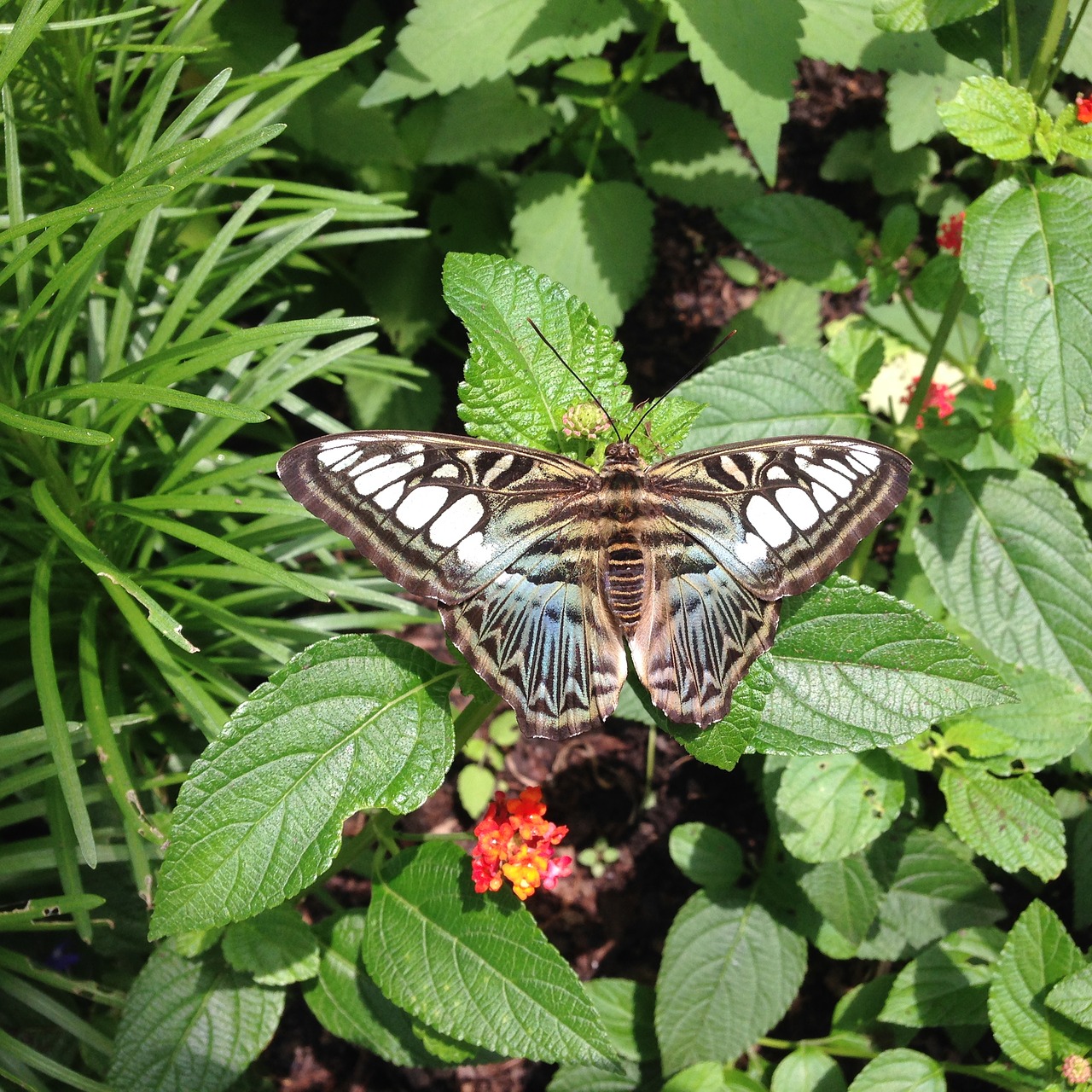 butterfly flower insect free photo