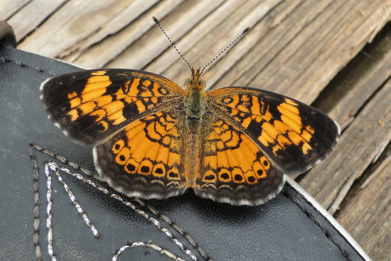 butterfly orange boot free photo