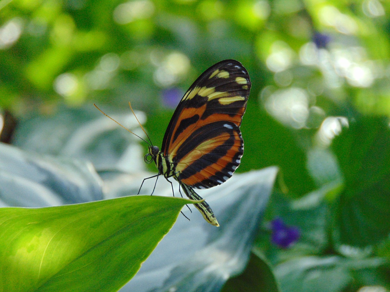 butterfly leaf wallpaper free photo